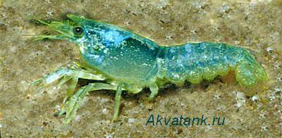 Кубинский голубой рак Procambarus cubensis
