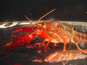 Красный болотный рак Procambarus clarkii