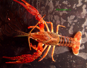 Красный болотный рак Procambarus clarkii